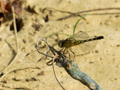 Diplacodes trivialis