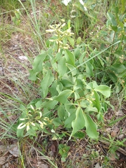 Spiranthera odoratissima