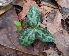 Trillium ludovicianum