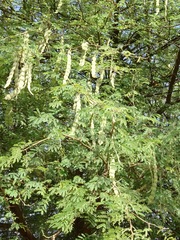 Acacia nilotica image