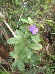 Periandra mediterranea