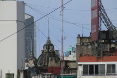 Caracara plancus