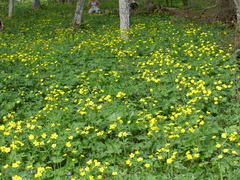 Ranunculus constantinopolitanus