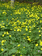 Ranunculus constantinopolitanus