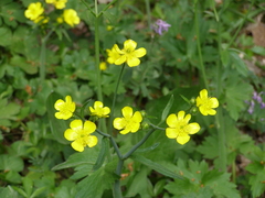 Ranunculus constantinopolitanus