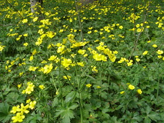 Ranunculus constantinopolitanus