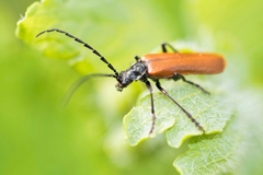 Cantharis palliata