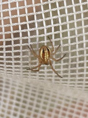 Araneus pratensis
