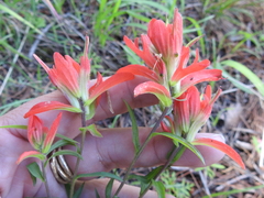 Castilleja nelsonii