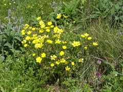 Ranunculus breyninus