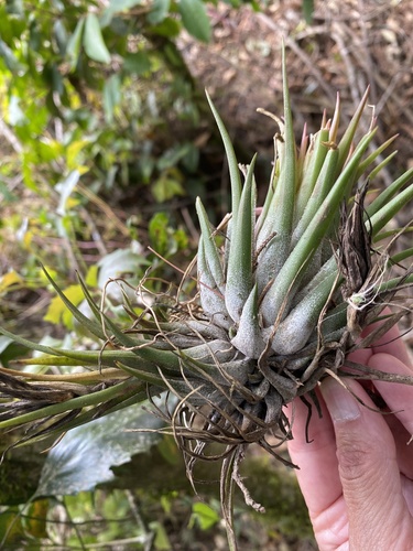Tillandsia kolbii, photograph 5