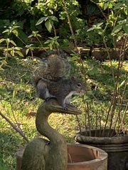 Sciurus carolinensis