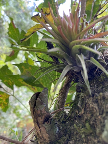 Tillandsia kolbii, photograph 3