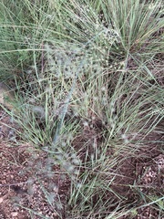 Trichanthecium natalense