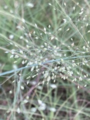 Trichanthecium natalense