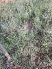 Trichanthecium natalense