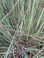 Trichanthecium natalense