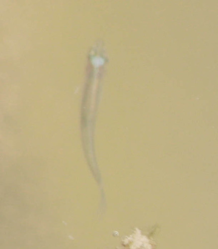 Actinopterygii