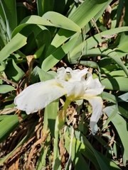 Iris albicans