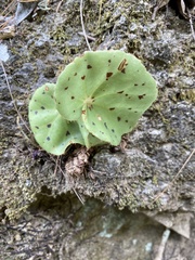 Begonia motozintlensis image