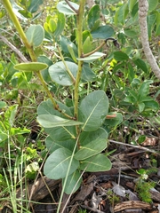 Kielmeyera variabilis