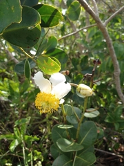Kielmeyera variabilis