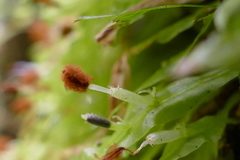 Symphyogyna subsimplex