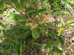 Davilla elliptica
