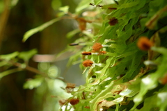 Symphyogyna subsimplex