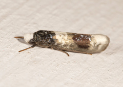 Ethmia scythropa