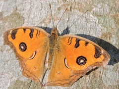 Junonia almana