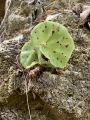Image of Begonia motozintlensis