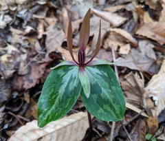 Trillium ludovicianum