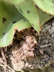 Begonia motozintlensis image