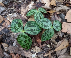 Trillium ludovicianum