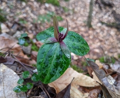 Trillium ludovicianum