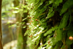 Symphyogyna subsimplex