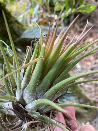 Tillandsia kolbii, photograph 6