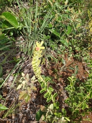 Stachytarpheta longispicata