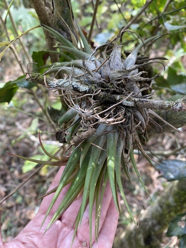 Tillandsia kolbii, photograph 4