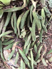 Pyrrosia linearifolia