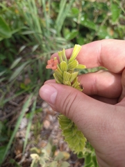 Stachytarpheta longispicata