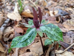 Trillium ludovicianum