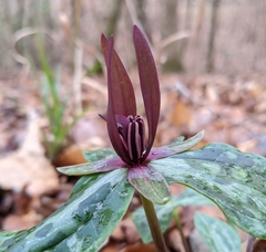 Trillium ludovicianum