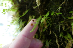 Symphyogyna subsimplex