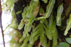 Symphyogyna subsimplex