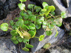 Cochlearia groenlandica