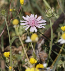 Crepis rubra