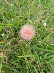 Noticastrum diffusum