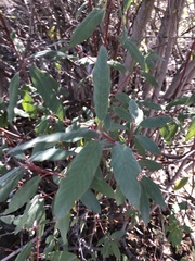 Frangula californica californica